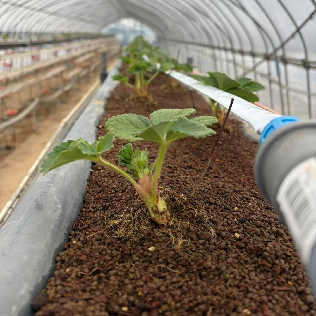 定植を終えてハウスに並ぶ来年度用のいちごの親苗