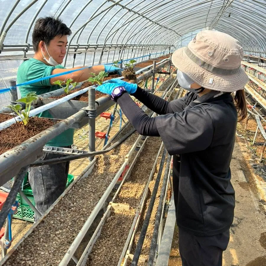 来年度のいちご苗を育てるとちあいかの親苗を定植する作業