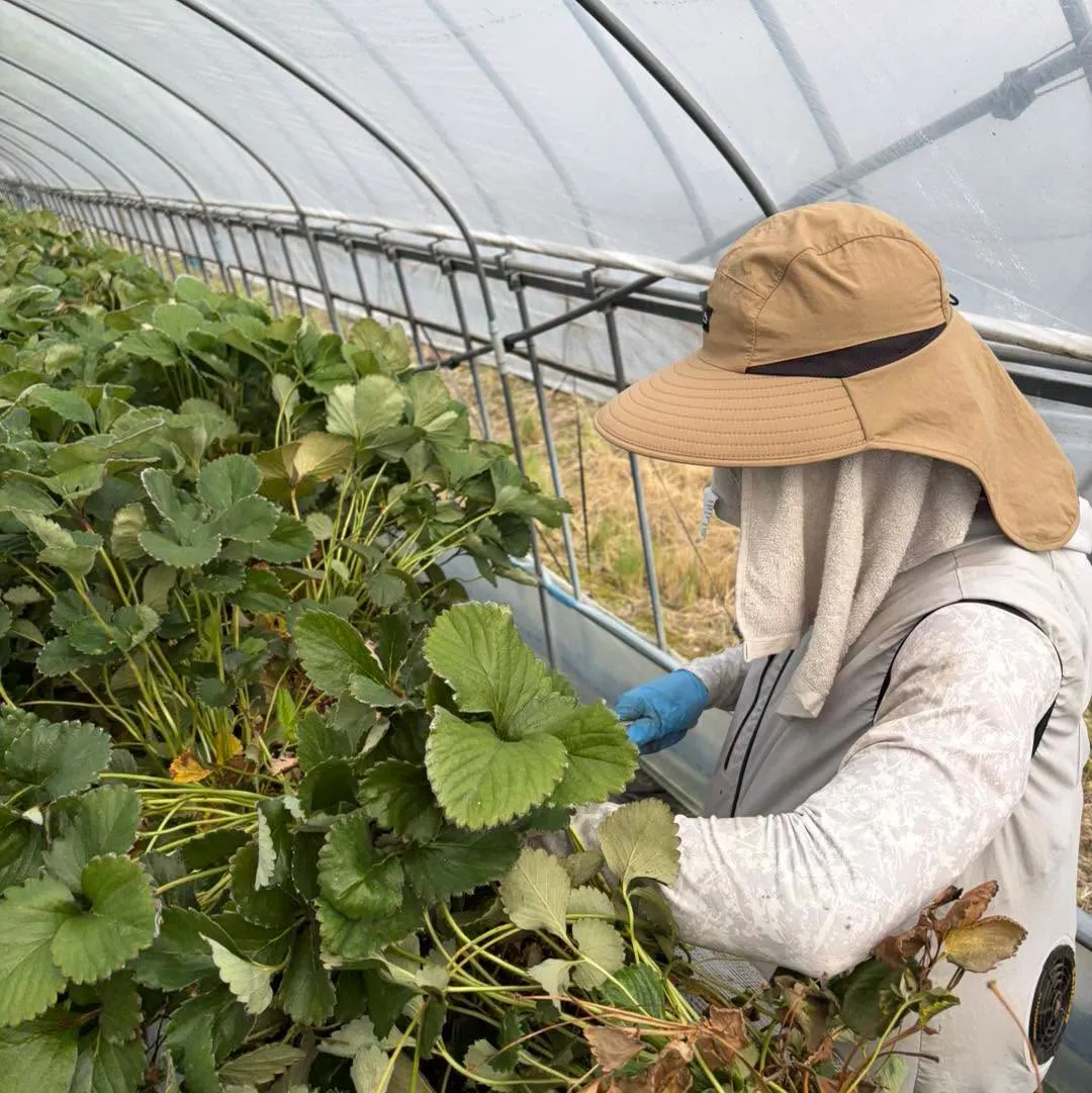 次のいちご苗を育てる親苗に肥料を撒く生産部の作業