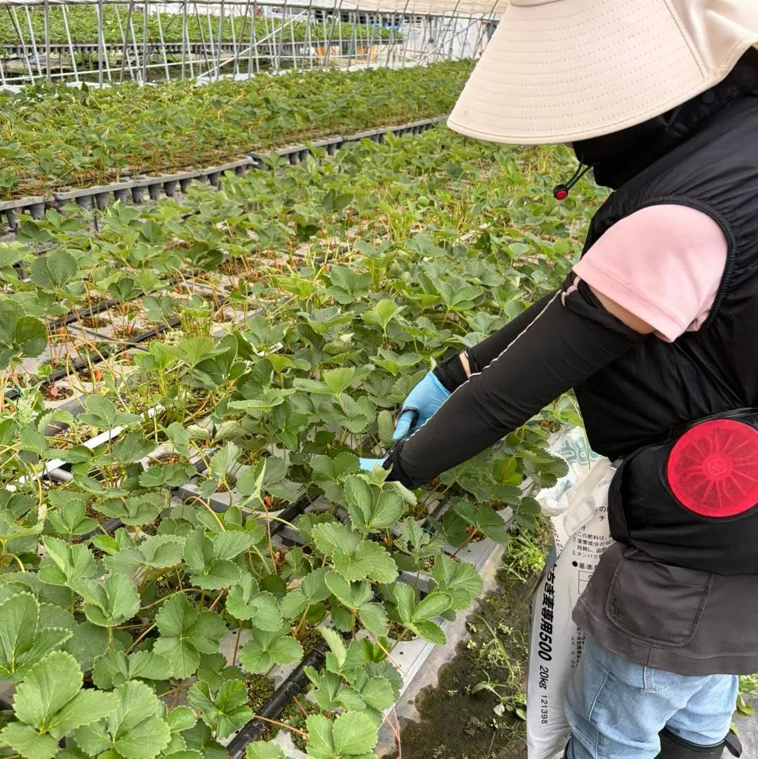 いちごの挿し芽から古い葉を取り除く葉かき作業