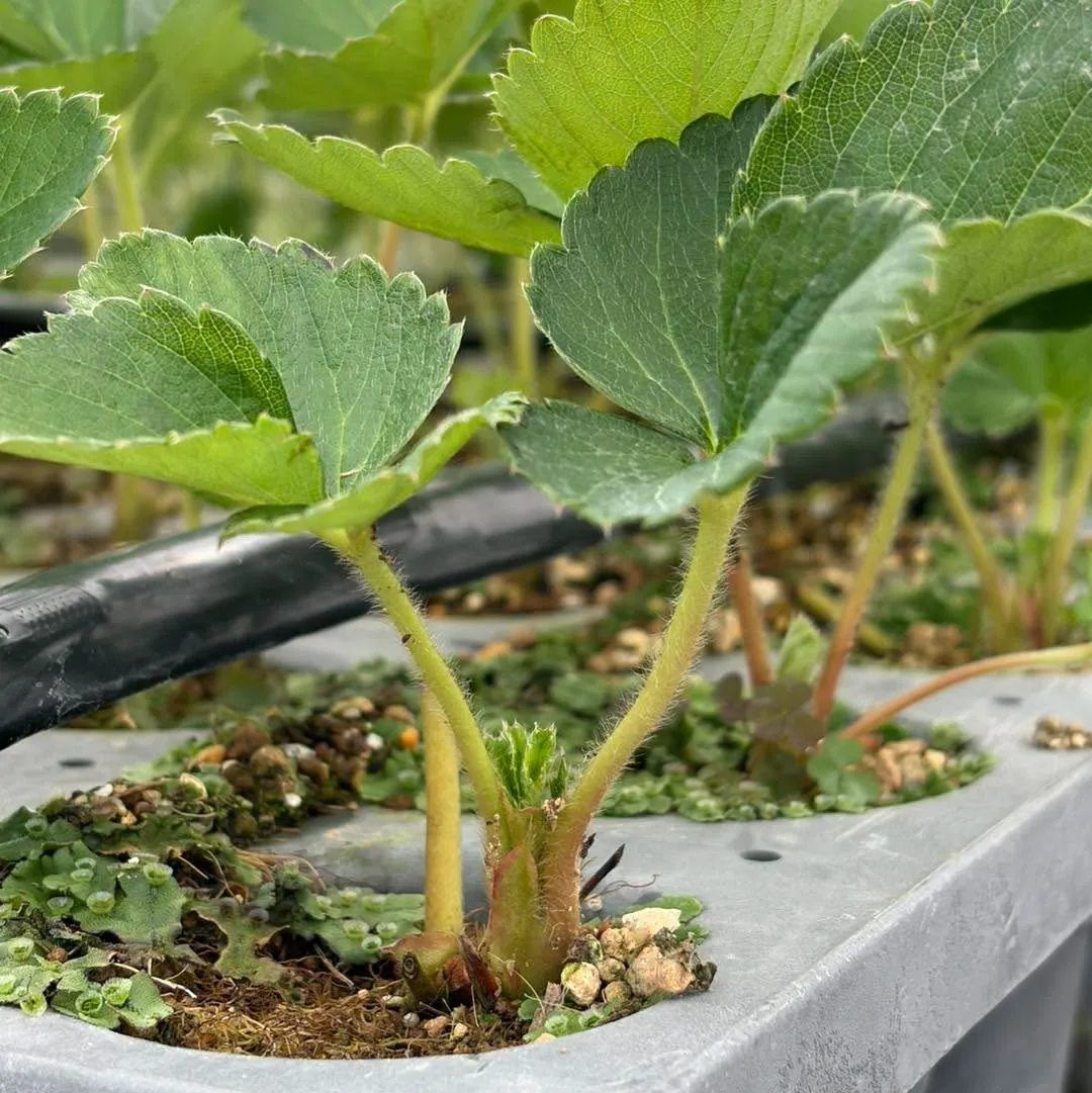 定植を控えた太く丈夫ないちご苗へ肥料を入れる作業