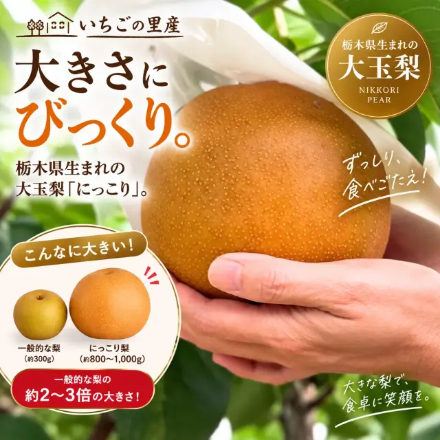 手に持った大玉のにっこり梨
