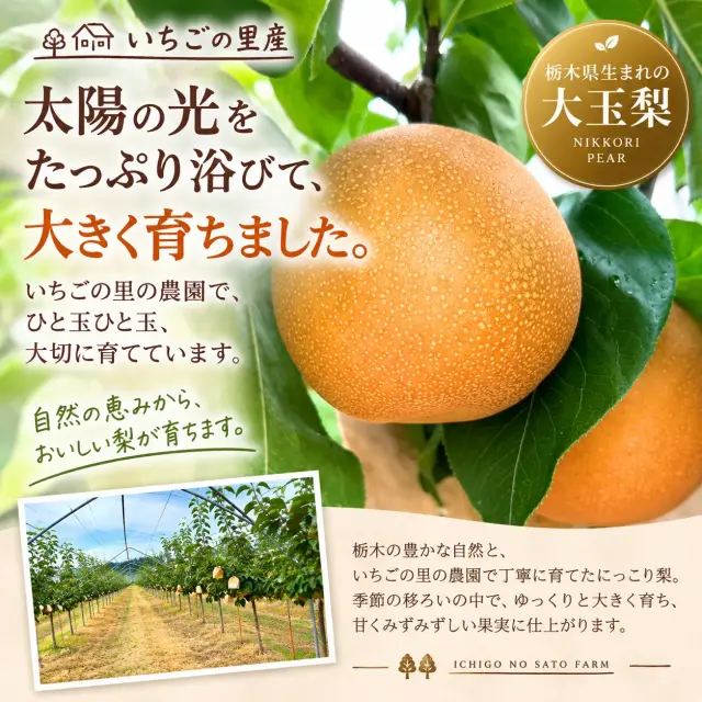 いちごの里の梨畑で育つにっこり梨