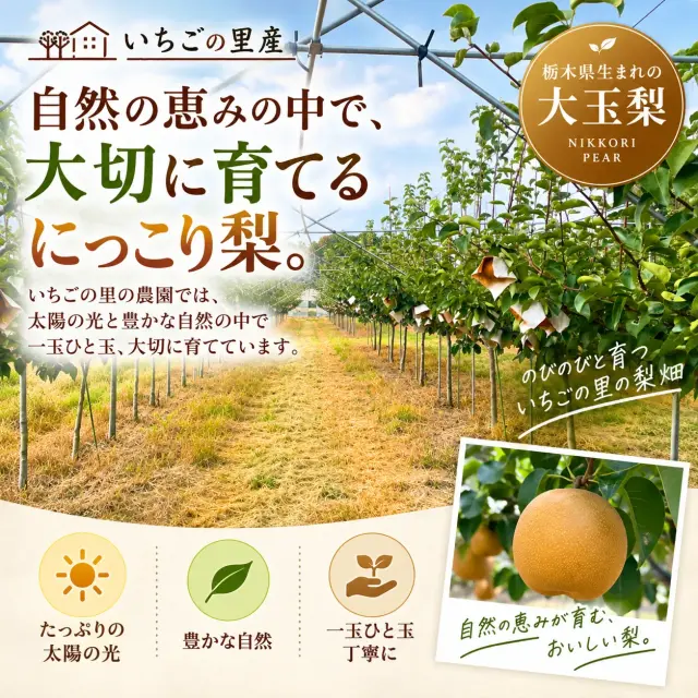 いちごの里の梨園