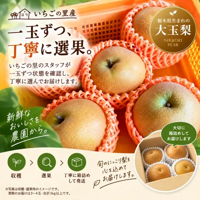 収穫後のにっこり梨